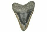 Bargain, Fossil Megalodon Tooth - North Carolina #343395-1